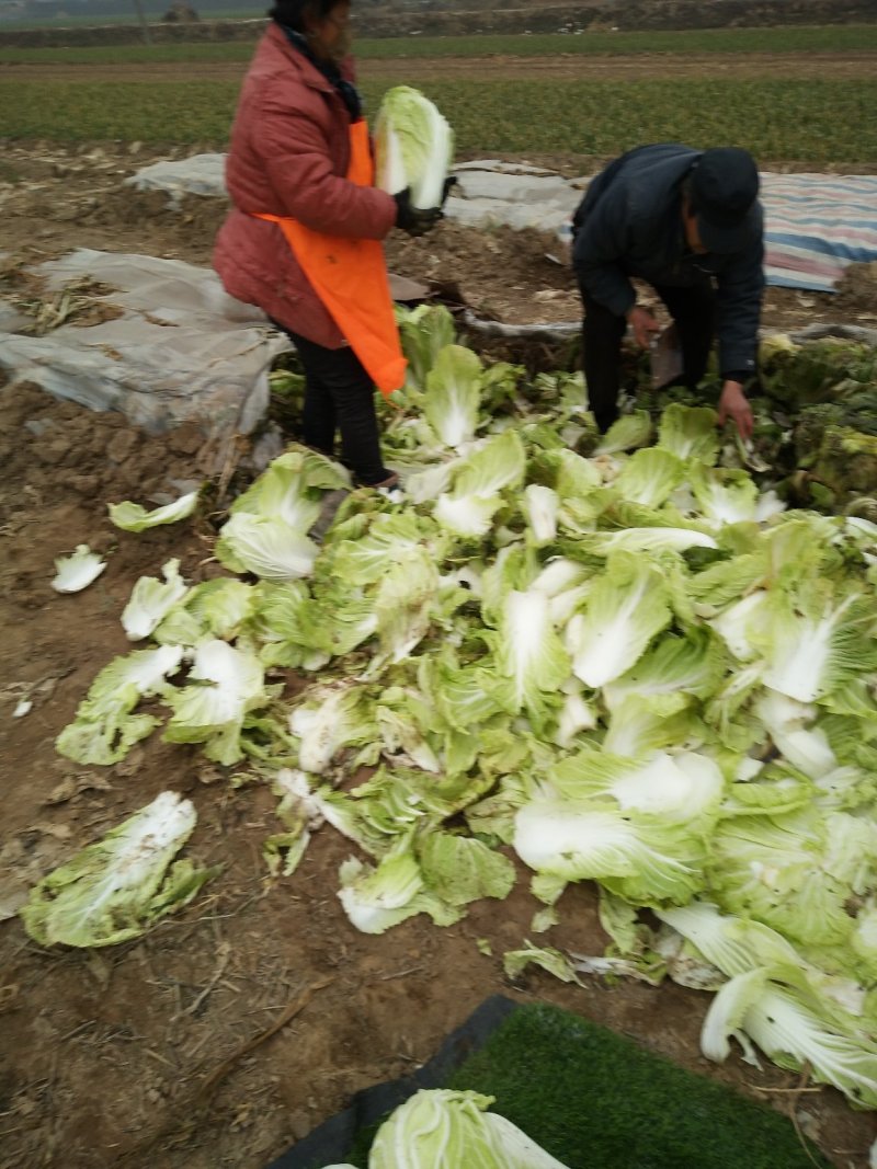 青杂三号大量上市，货源充足，供应各种超市市场需要的联系，