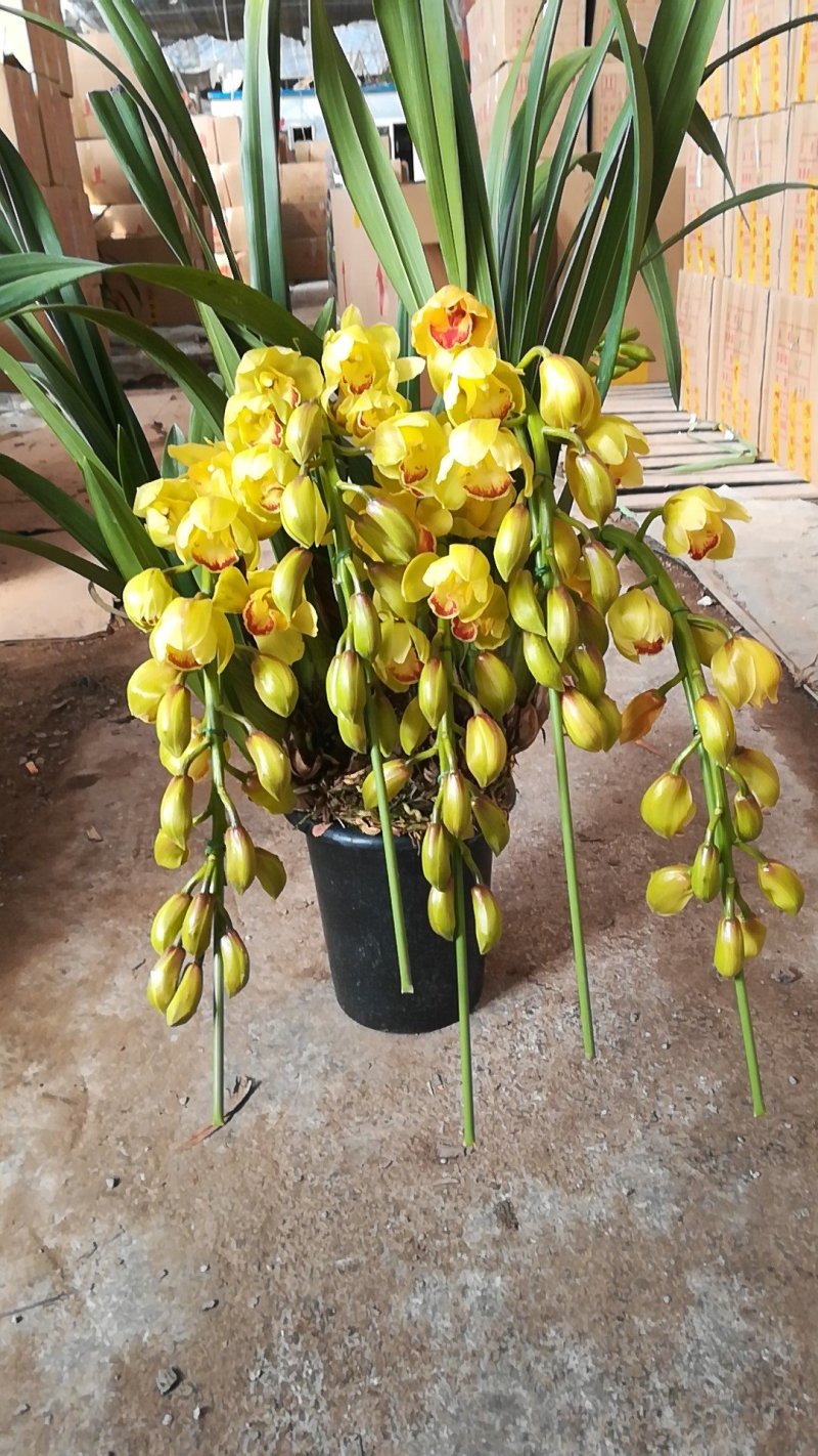大花蕙兰年宵花基地直发