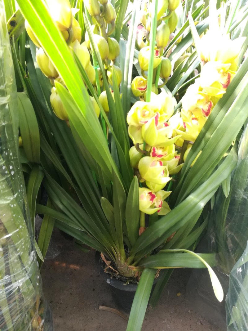 大花蕙兰年宵花基地直发