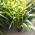 大花蕙兰年宵花基地直发