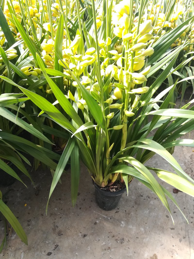 大花蕙兰年宵花基地直发