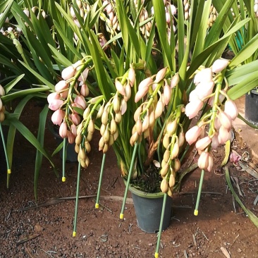 大花蕙兰年宵花基地直发