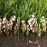 大花蕙兰年宵花基地直发