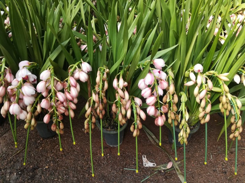 大花蕙兰年宵花基地直发