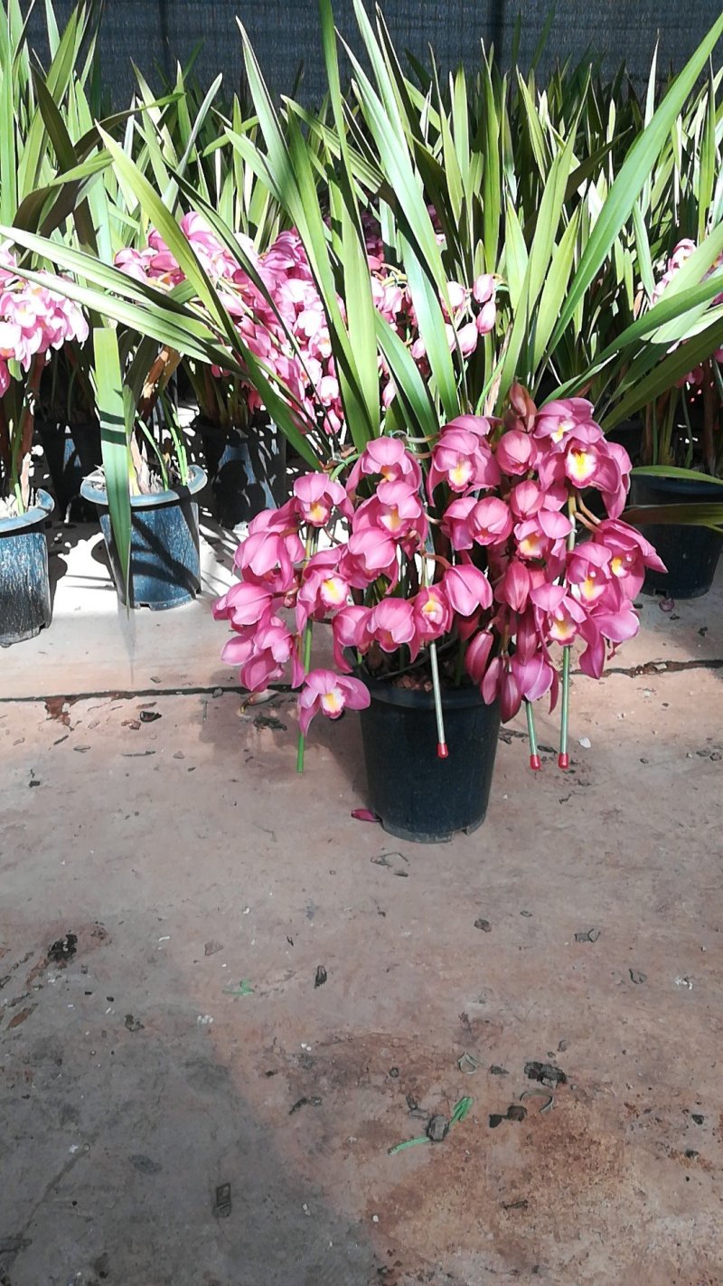 大花蕙兰年宵花基地直发