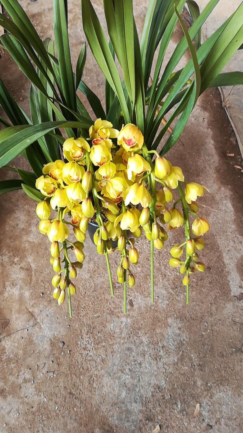 大花蕙兰年宵花基地直发