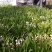 大花蕙兰年宵花基地直发
