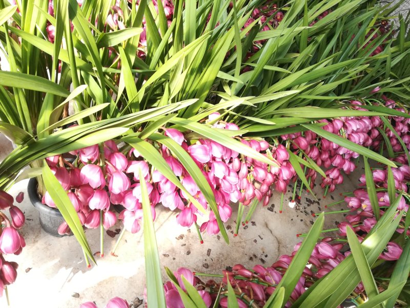 大花蕙兰年宵花基地直发