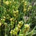 大花蕙兰年宵花基地直发