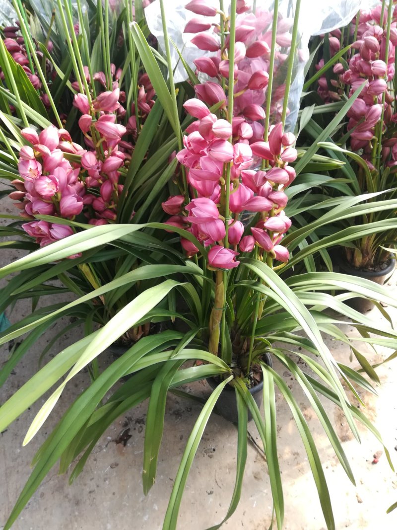 大花蕙兰年宵花基地直发
