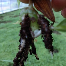 白芨紫花三叉大白芨种苗，包种植技术