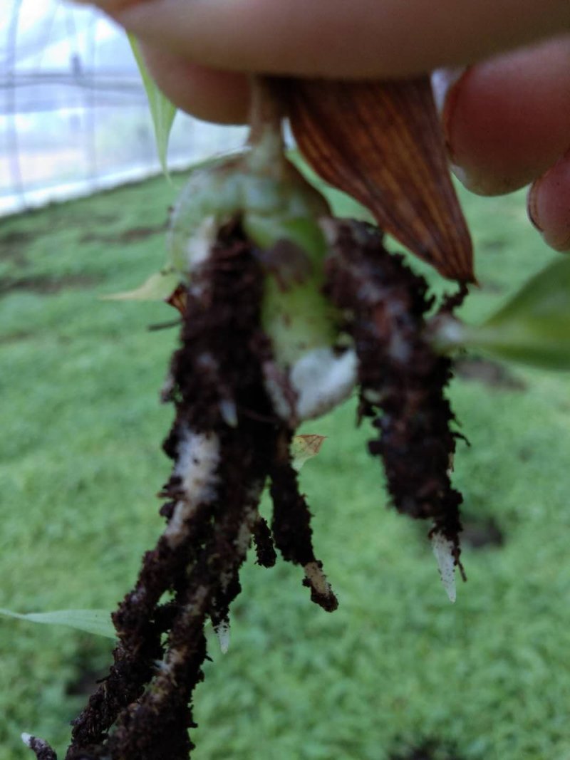 白芨紫花三叉大白芨种苗，包种植技术