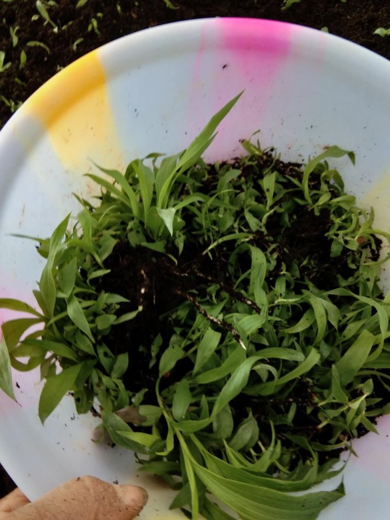 白芨紫花三叉大白芨种苗，包种植技术