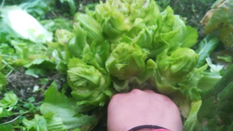 儿菜