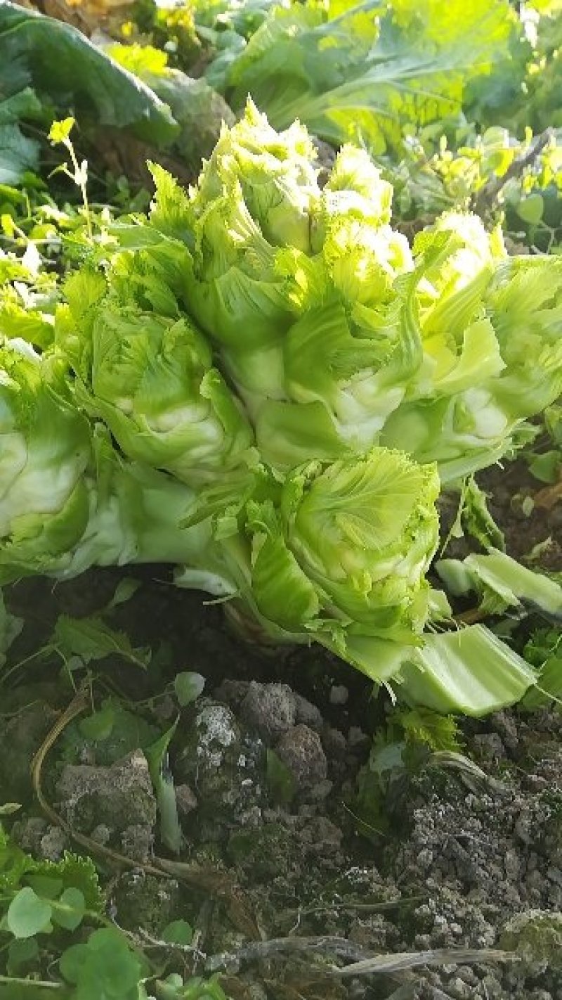 儿菜