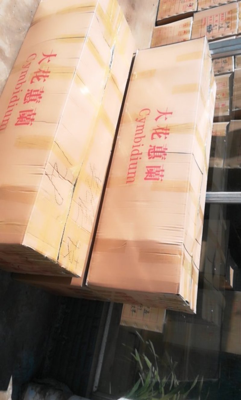 大花蕙兰年宵花基地直发