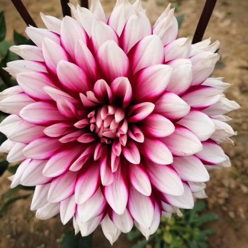 临洮大丽花块根供应