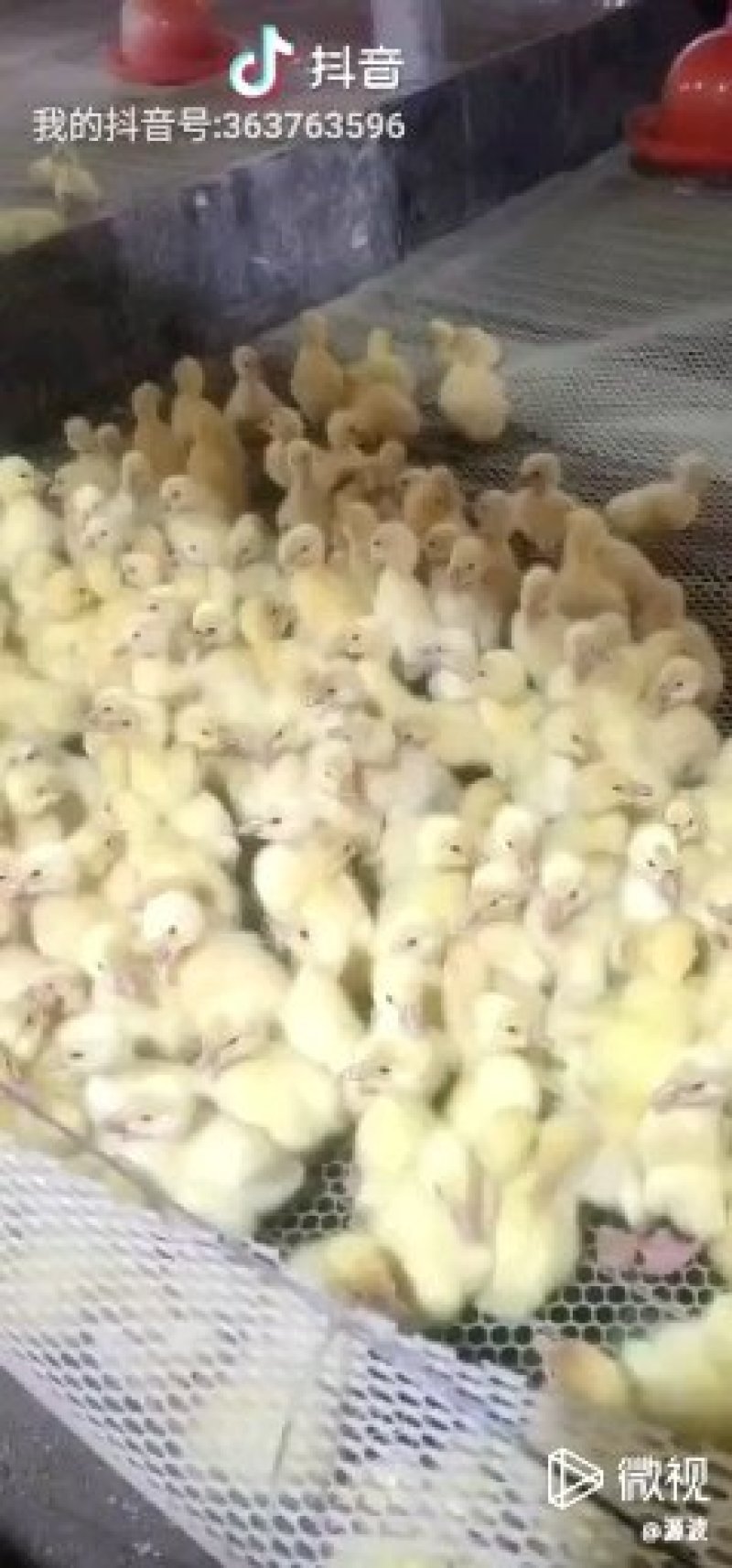 三花鹅苗脱温鹅苗20天左右的鹅苗供应
