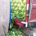 甘蓝