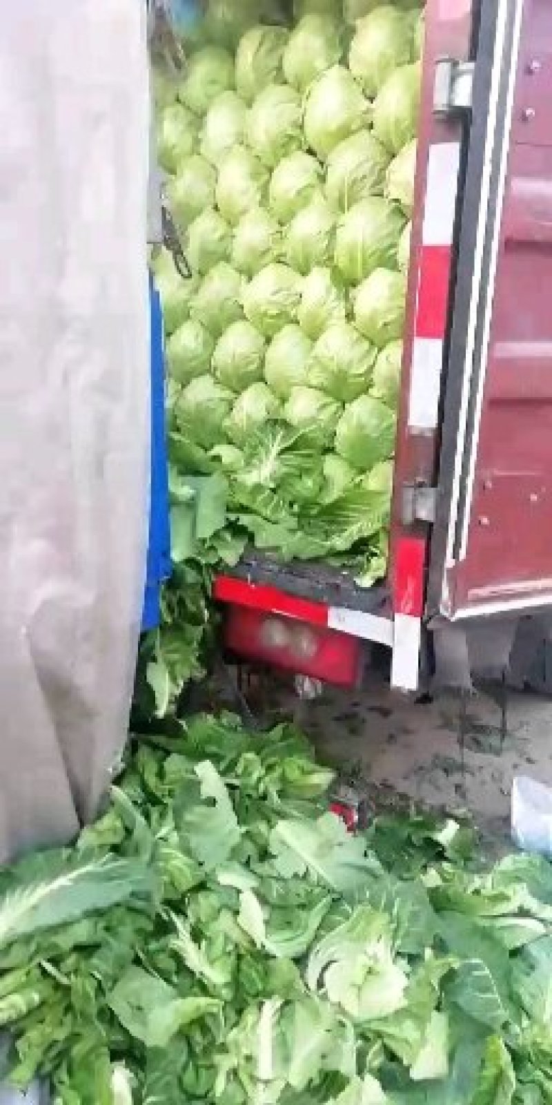 甘蓝