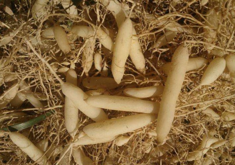 播种大蒜、小麦底施“地宝、根苗壮”，修复土壤，促进根系生