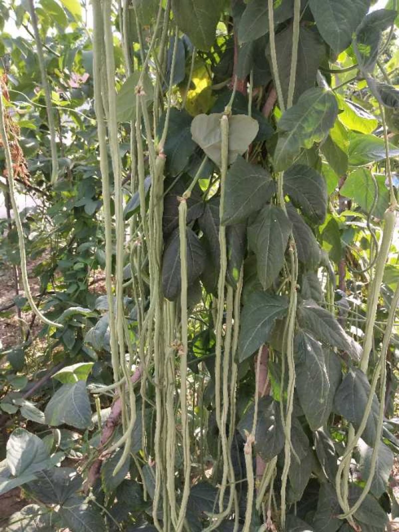 播种大蒜、小麦底施“地宝、根苗壮”，修复土壤，促进根系生