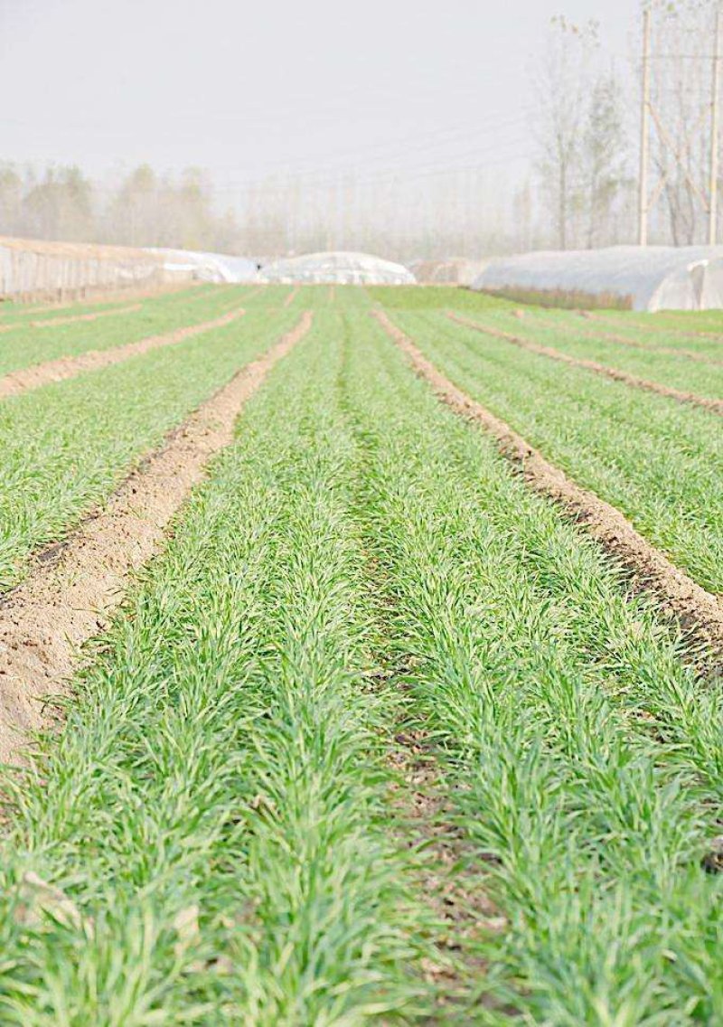 播种大蒜、小麦底施“地宝、根苗壮”，修复土壤，促进根系生