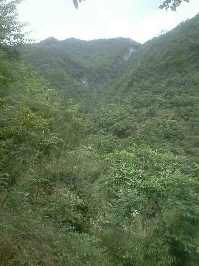 纯天然富硒山羊