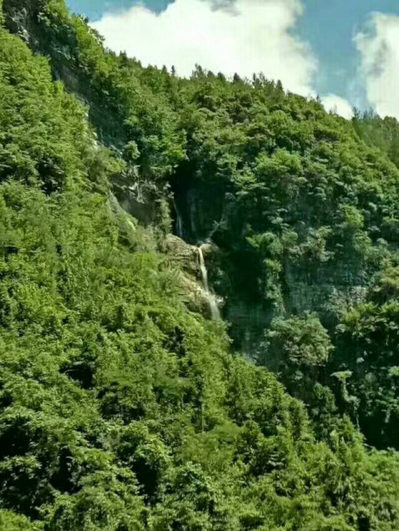 纯天然富硒山羊