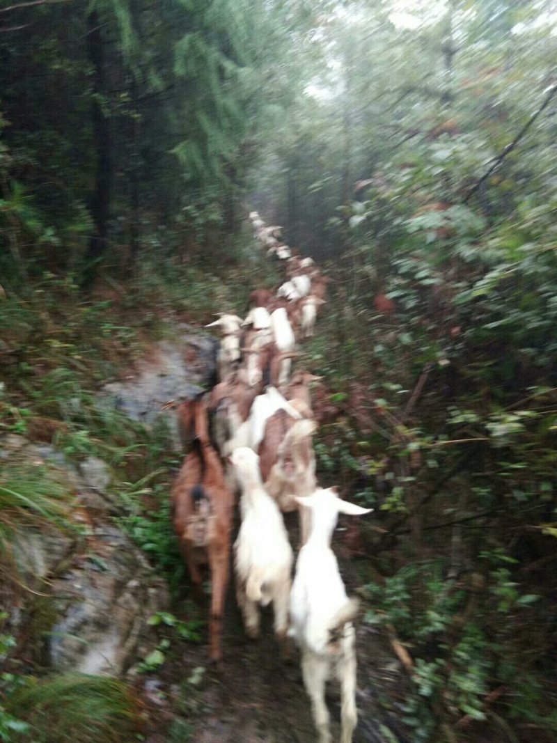 纯天然富硒山羊