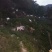纯天然富硒山羊