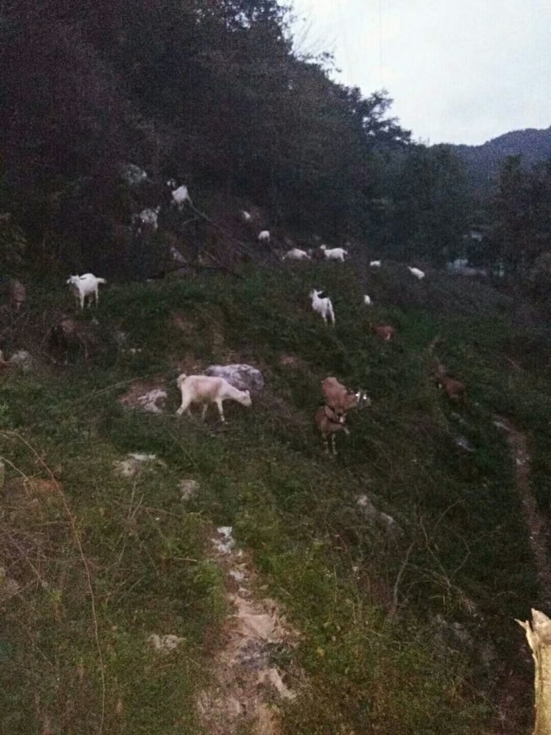 纯天然富硒山羊