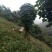 纯天然富硒山羊
