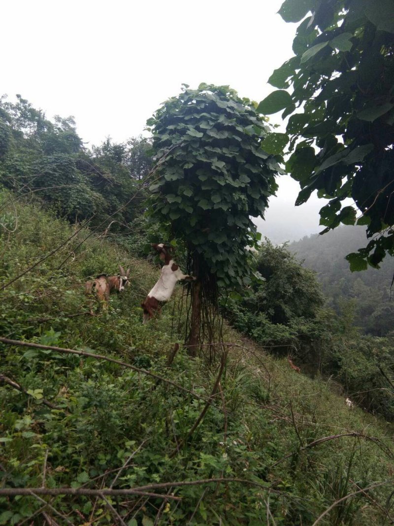 纯天然富硒山羊