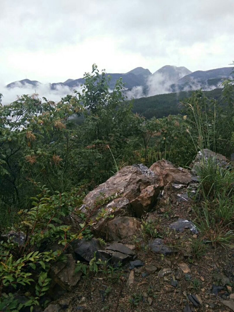 纯天然富硒山羊