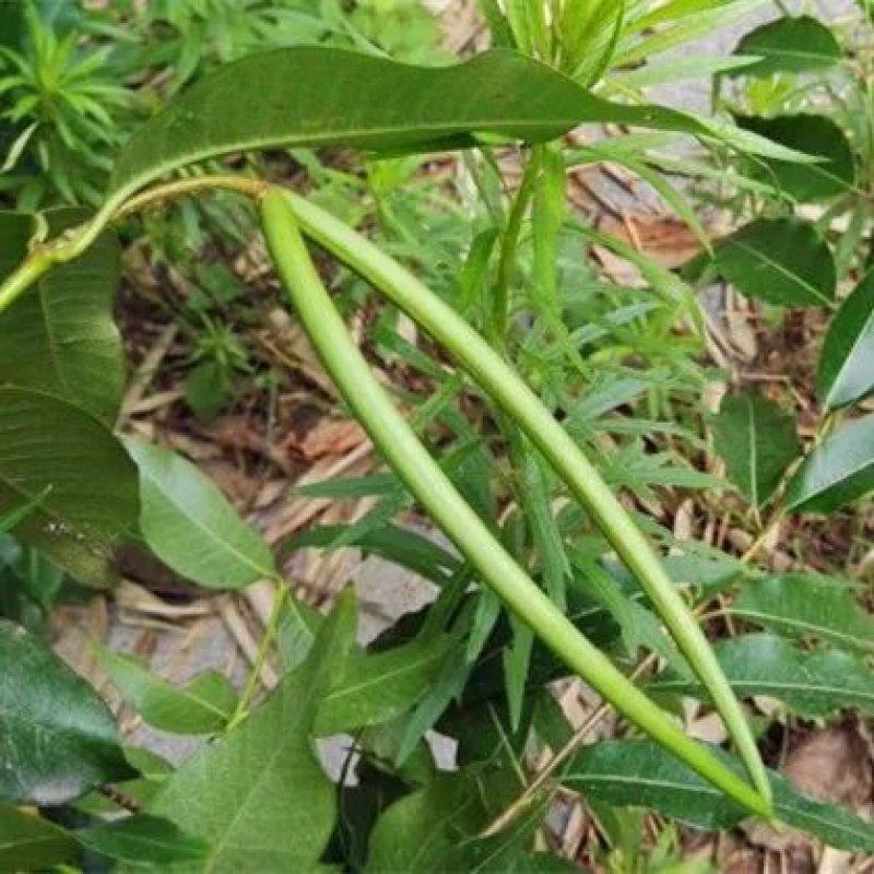 杠柳
