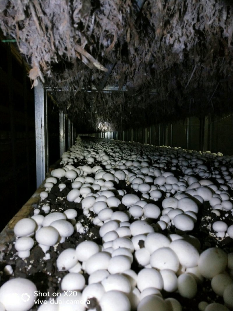 新鲜口蘑，优质双孢菇