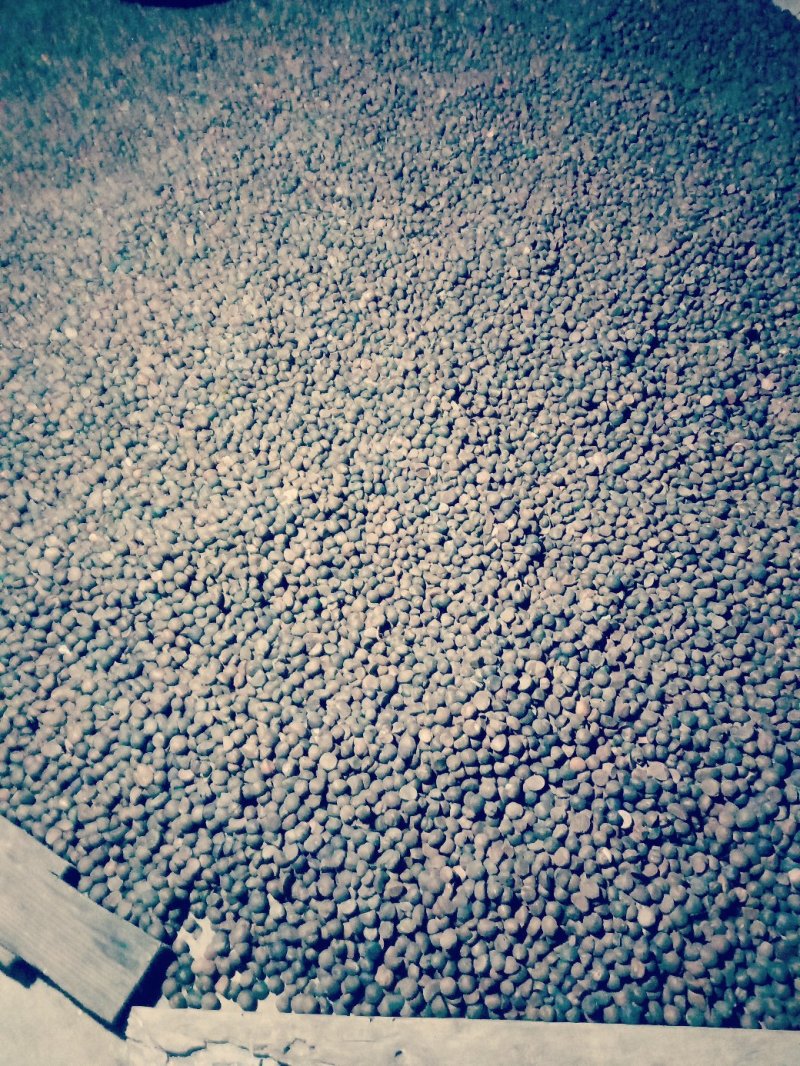 茶油籽