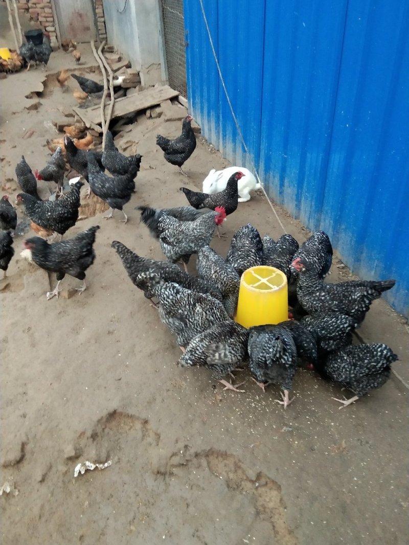 活禽