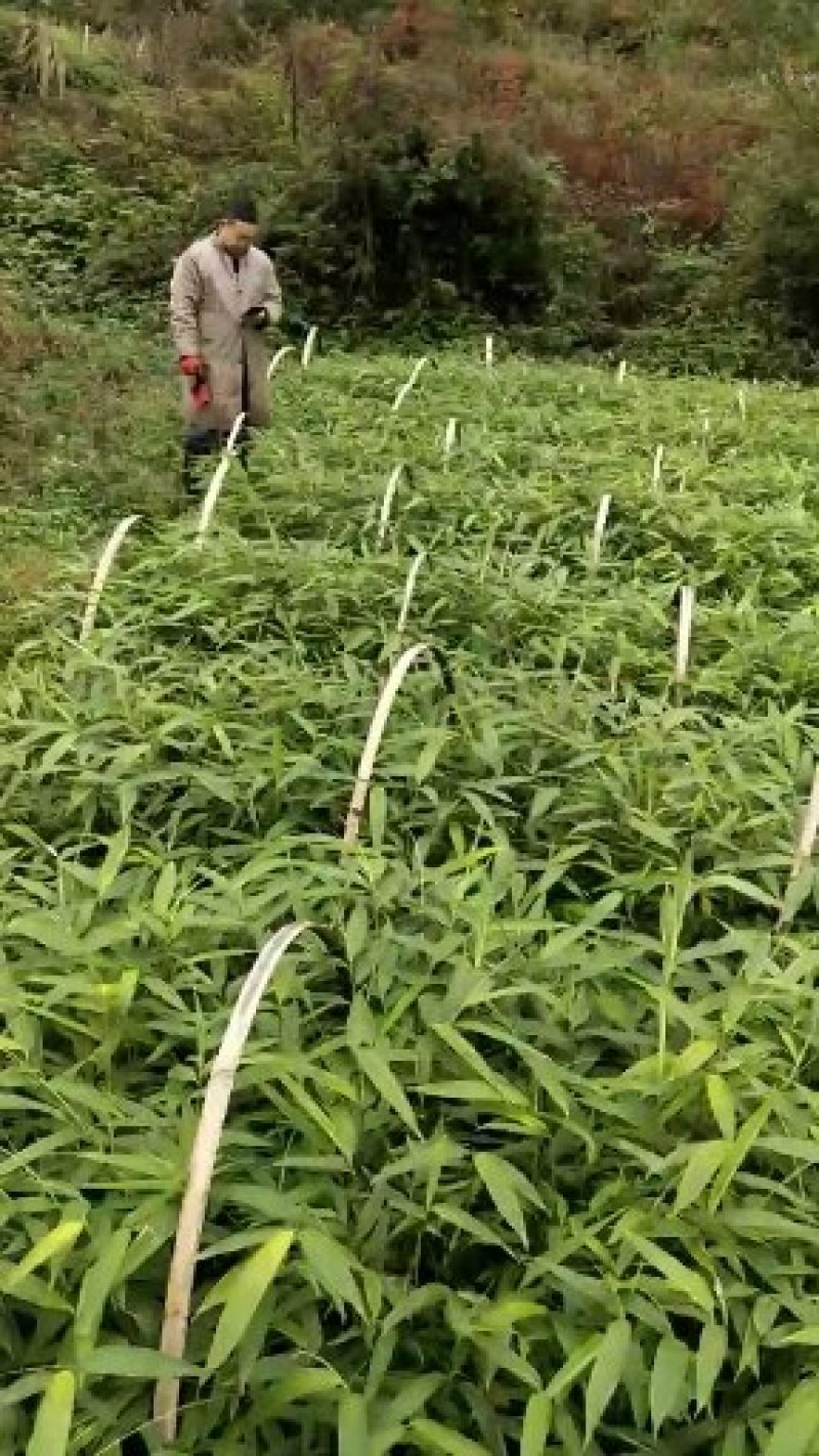 竹苗
