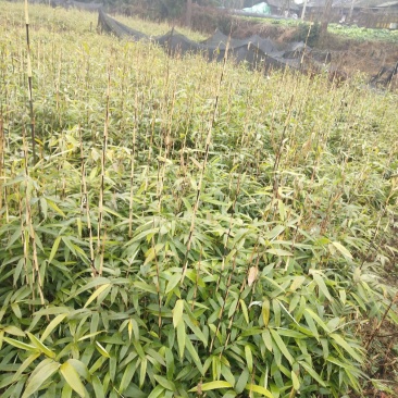 竹苗
