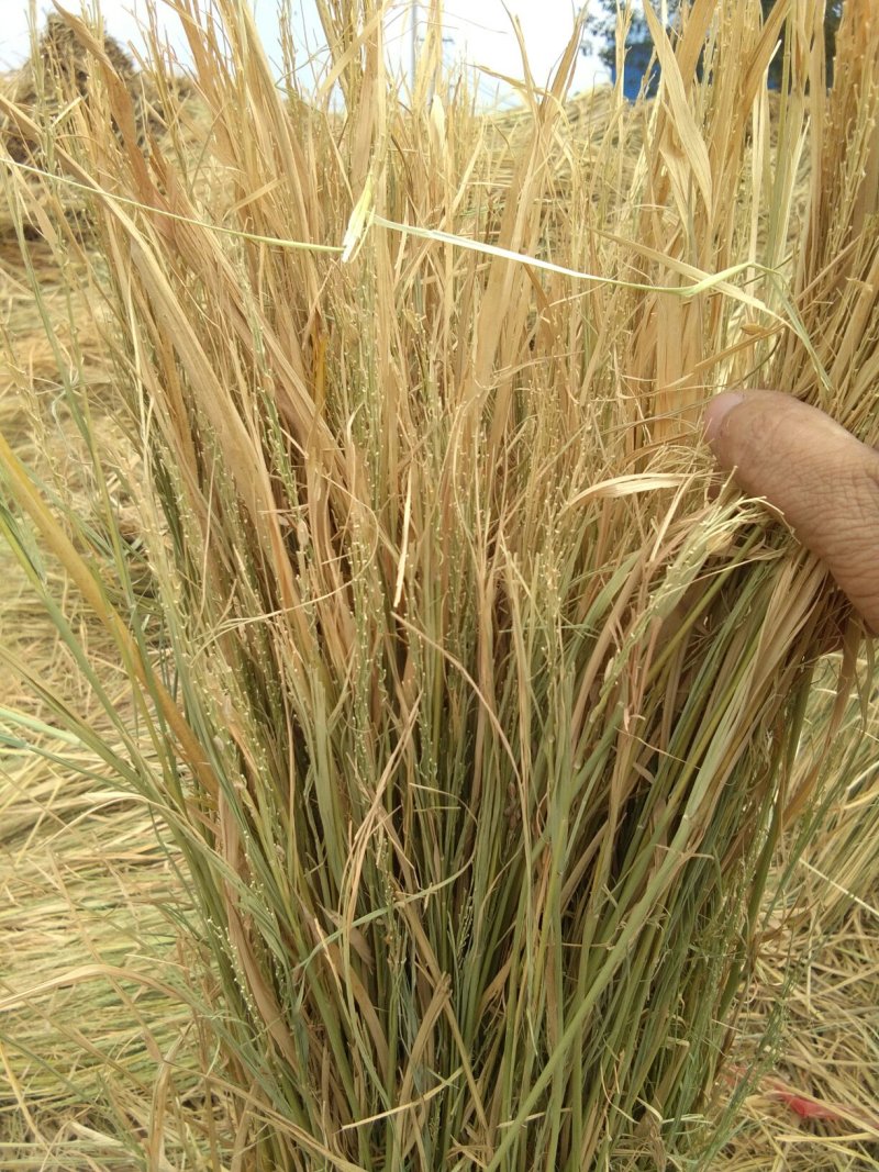 优质稻草