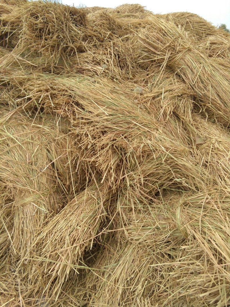 优质稻草
