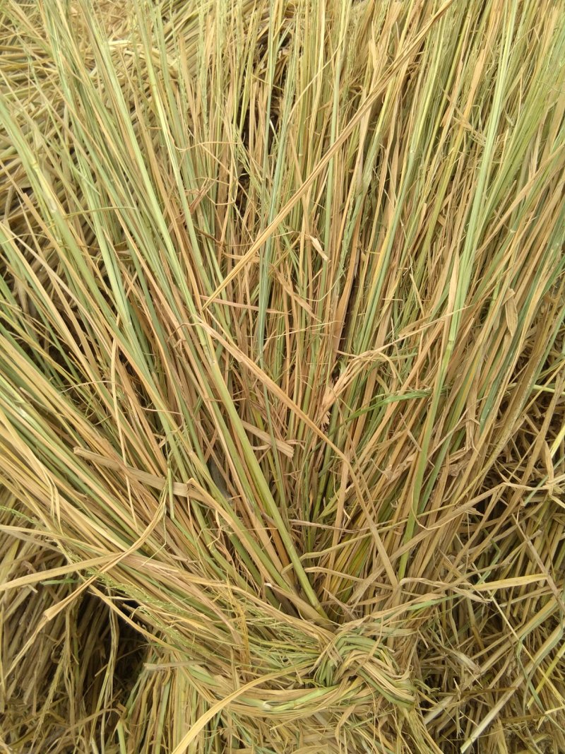 优质稻草