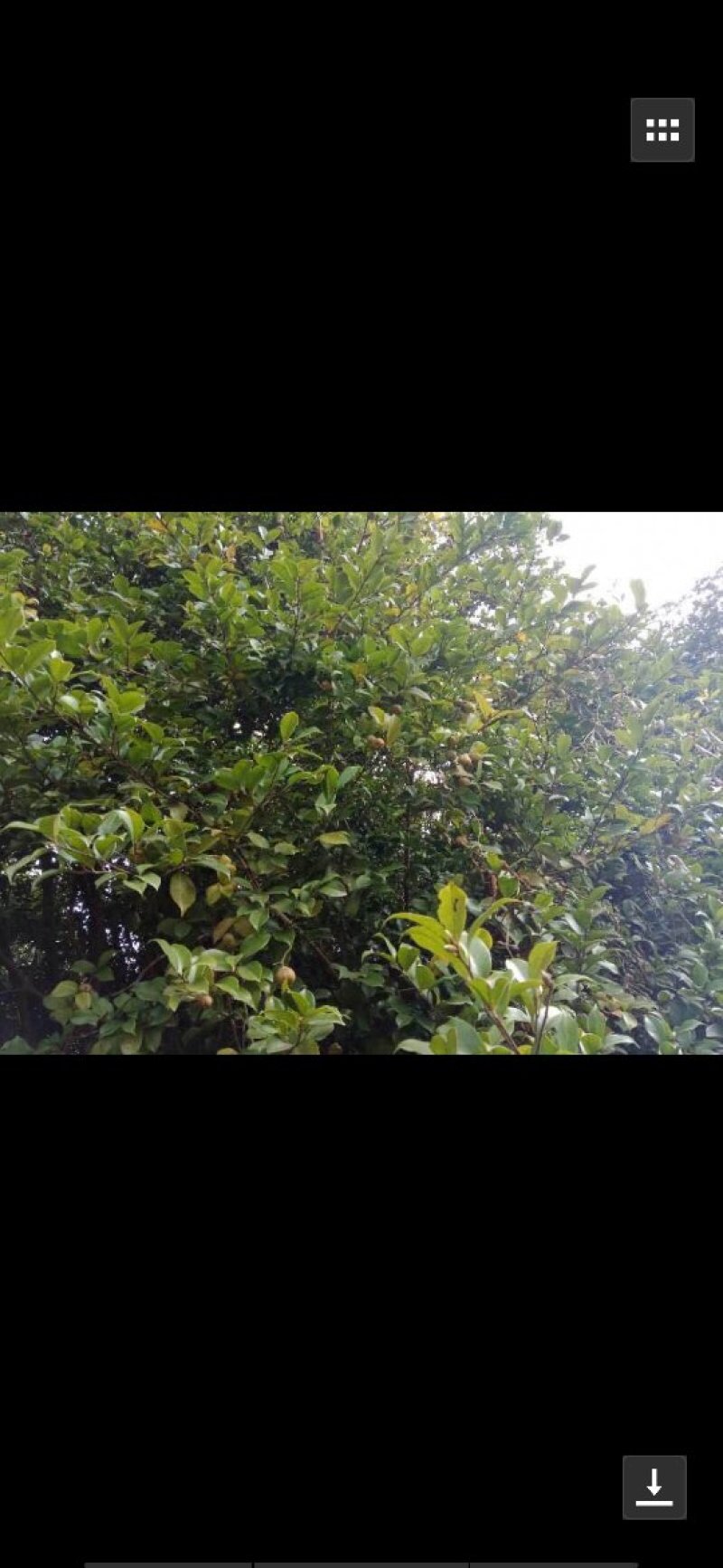 常年批发茶油，桐油。
