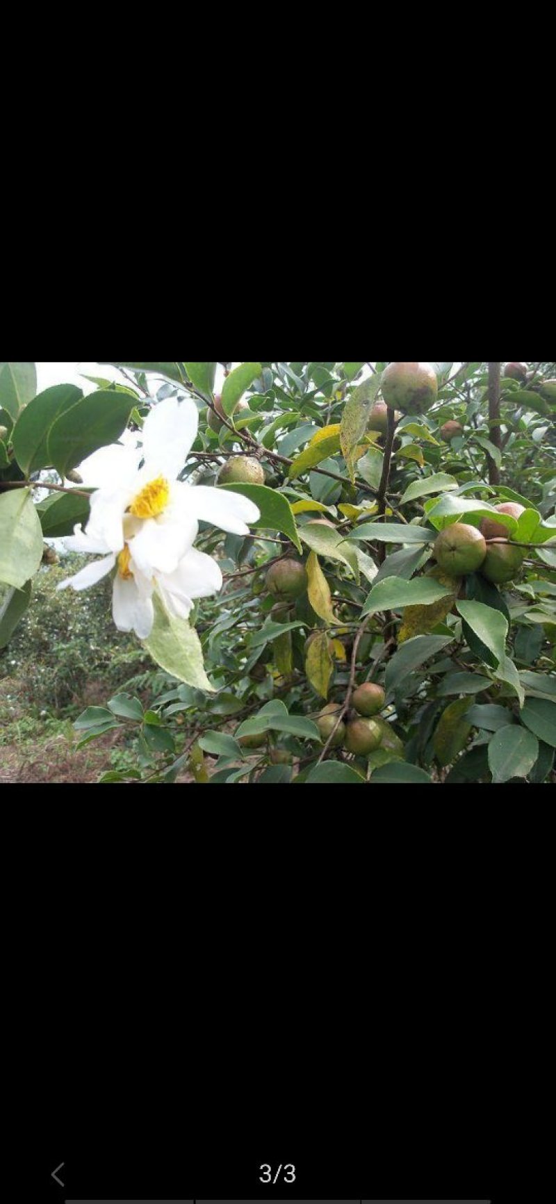 常年批发茶油，桐油。