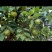 常年批发茶油，桐油。