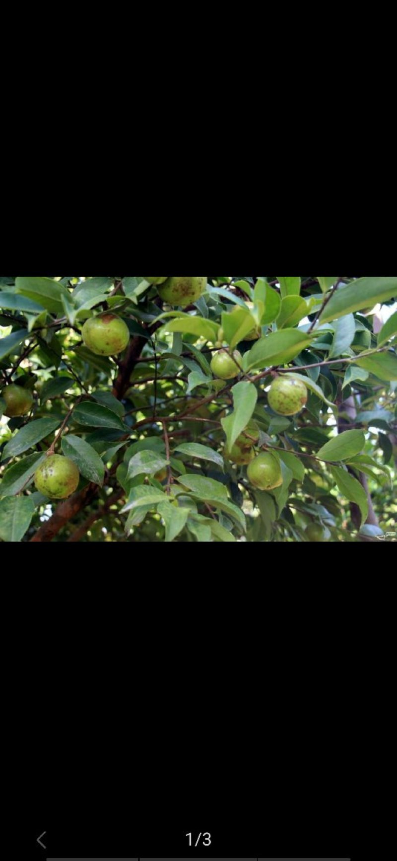 常年批发茶油，桐油。