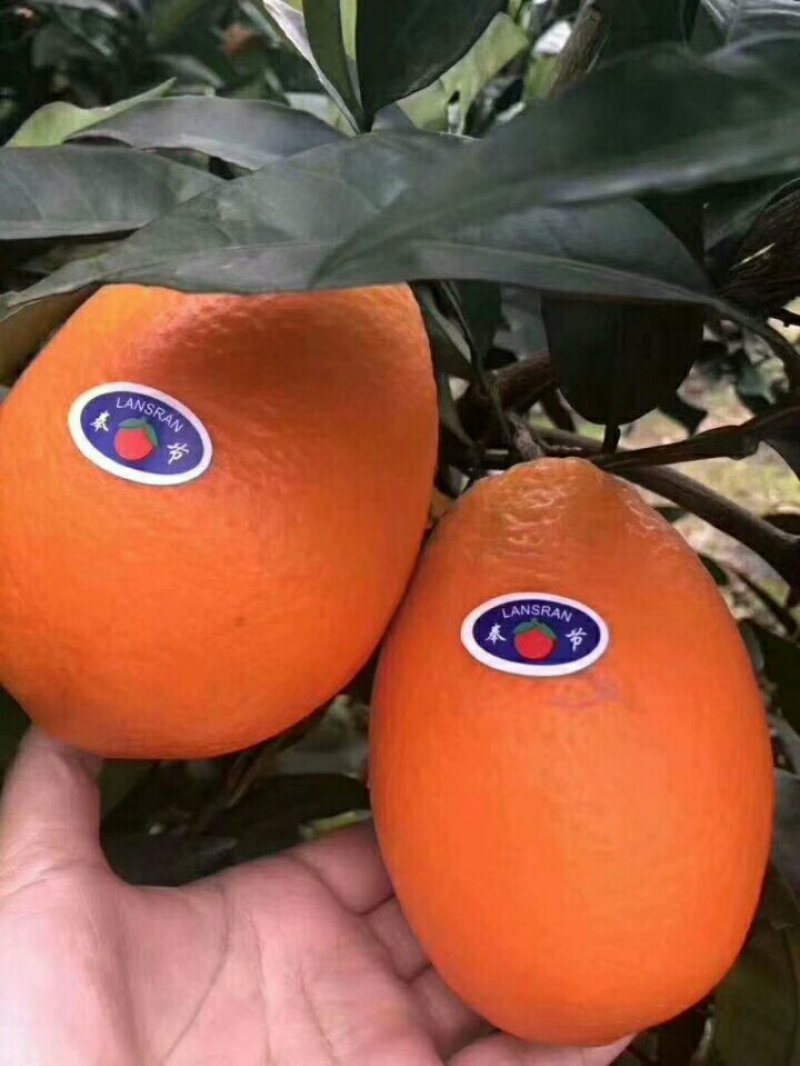 奉节脐橙