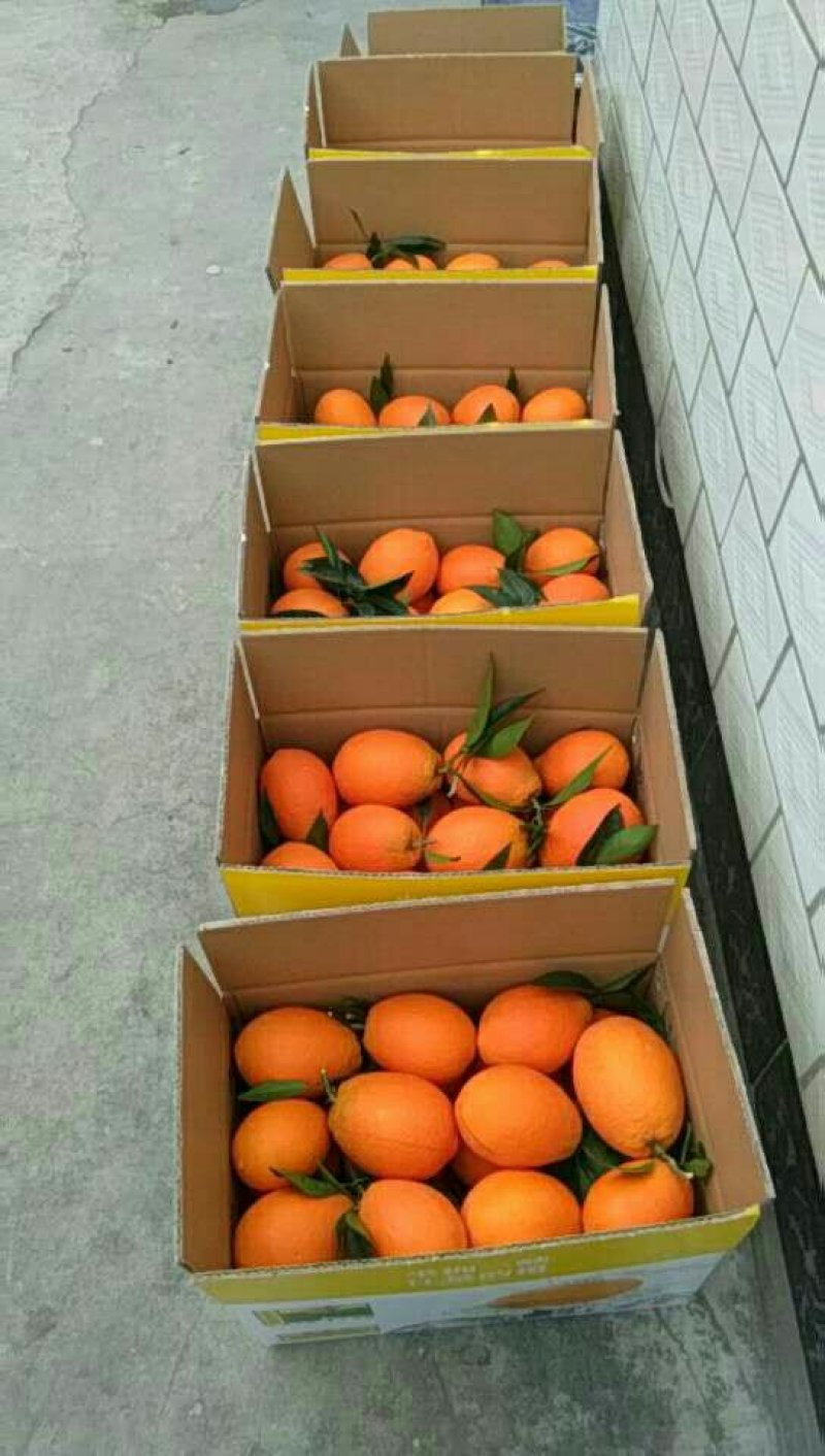 奉节脐橙